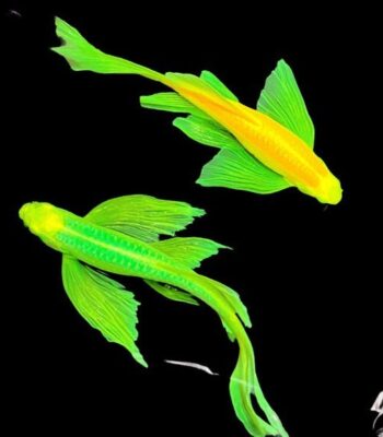 DANİO TÜL ZEBRA GREEN STABİLO 4 CM