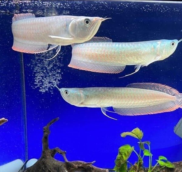 AROWANA SİLVER 14-15 CM