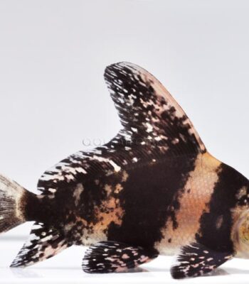CHİNESE BANDED SHARK ÇİN EJDERİ 8-9 CM