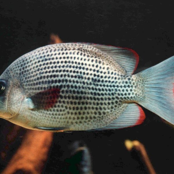 MENERAMBO CİCHLİD 8-9 CM