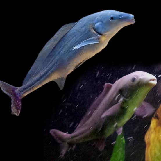 BABY DOLPHİN FİSH (BEBEK YUNUS BALIĞI) 9-10 CM