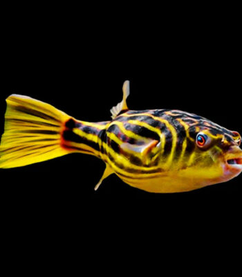PUFFER FAHAKA 4,5 CM