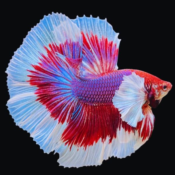 BETTA HALFMOON MALE 6-6,5 CM