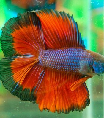 BETTA DUBLE TAİL MALE 6-6,5 CM