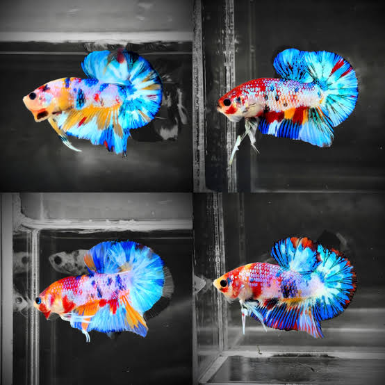 BETTA CANDY CANE MALE 6 CM