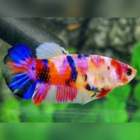 BETTA CANDY CANE FEMALE 5 CM