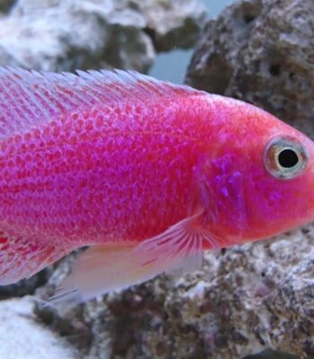 CİCHLİD PİNK PEACOCK (ŞEKER PEMBE) İTHAL 5-6 CM