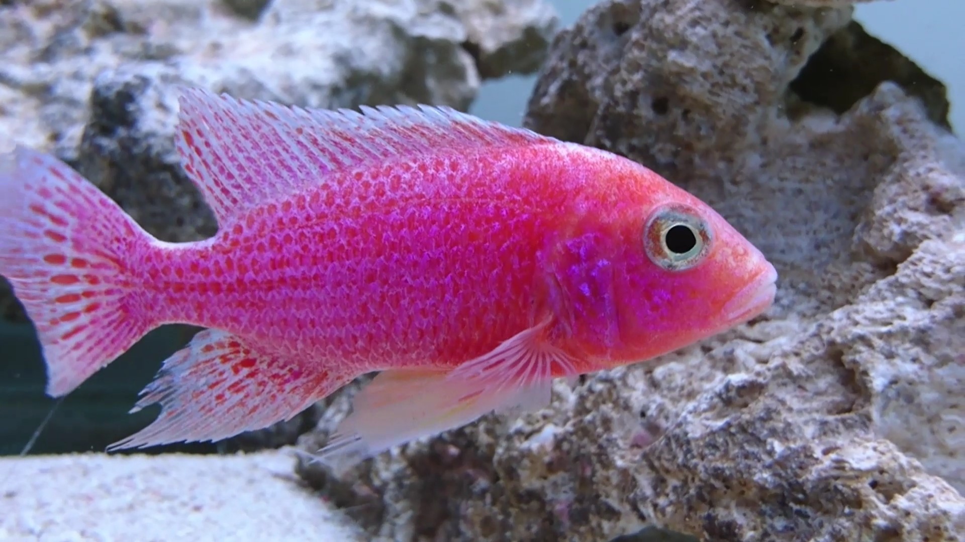 CİCHLİD PİNK PEACOCK (ŞEKER PEMBE) İTHAL 5-6 CM