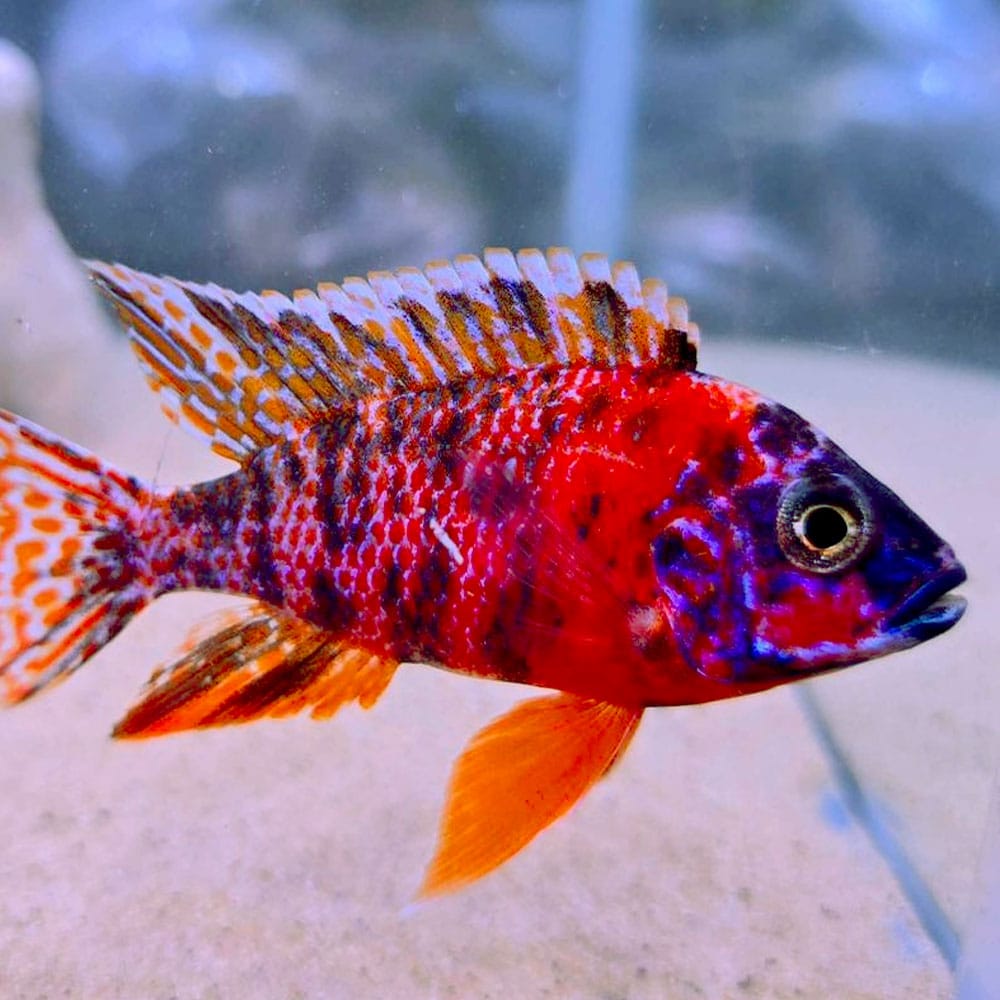 CİCHLİD AULONOCARA OB (OB PEACOCK) İTHAL 5-6 CM