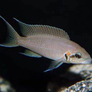 CİCHLİD BRİCHARDİ İTHAL 5-6 CM