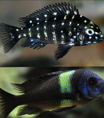 CİCHLİD DUBOİSİ TROPHEUS 4 CM
