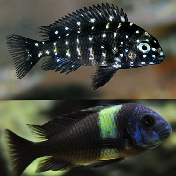 CİCHLİD DUBOİSİ TROPHEUS 4 CM