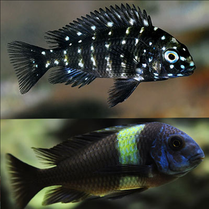 CİCHLİD DUBOİSİ TROPHEUS 4 CM