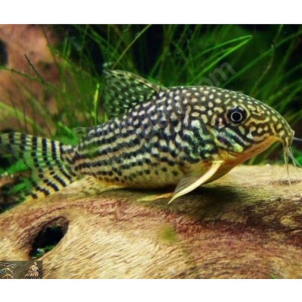 ÇÖPÇÜ STARBAİ 3,5 CM