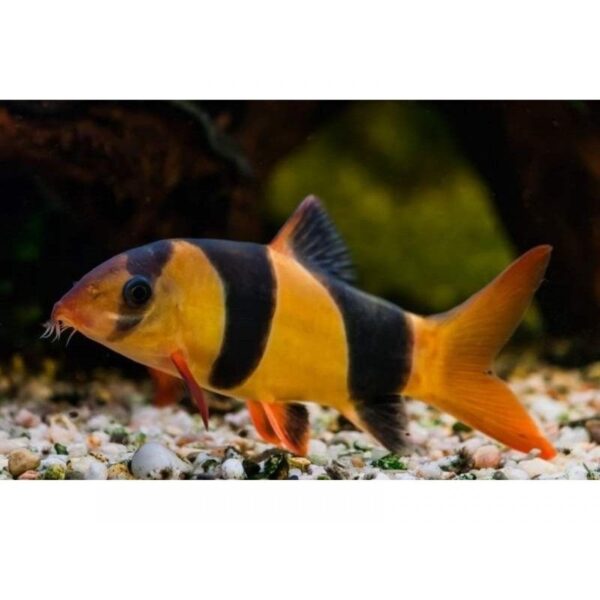 MAKRAKANTA LOACH 5-6 CM