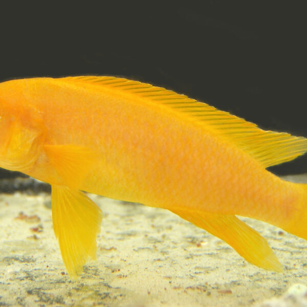 CİCHLİD LELUPİ 6-7 CM