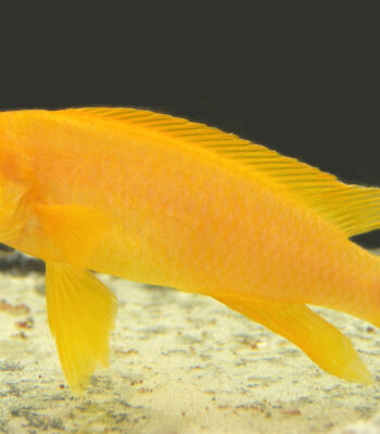 CİCHLİD LELUPİ 6-7 CM