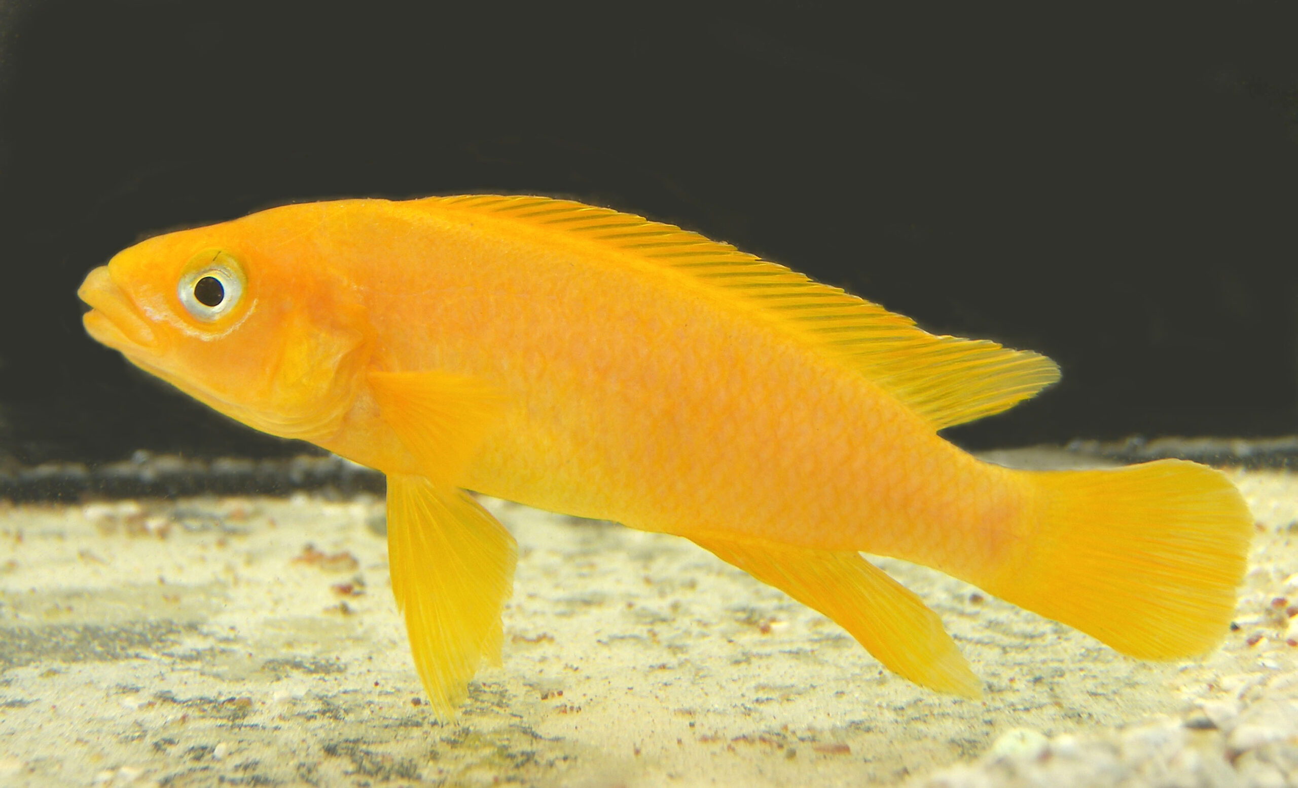 CİCHLİD LELUPİ 6-7 CM