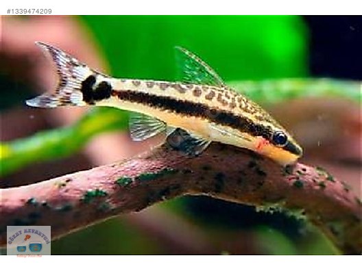 OTOCİNCLUS YOSUN YİYİCİ 5-6 CM