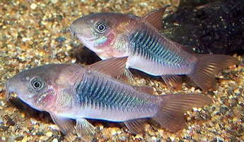 ÇÖPÇÜ YERLİ 3 CM