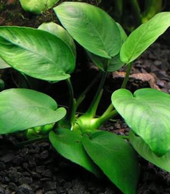 ANUBİAS BARTERİ BROAD LEAF (L013)