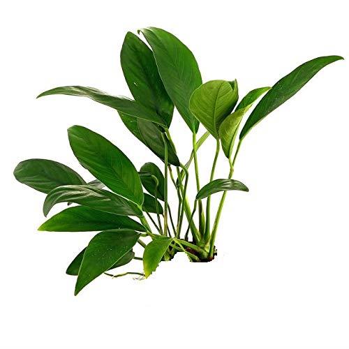 ANUBİAS BARTERİ VAR. L (L224)