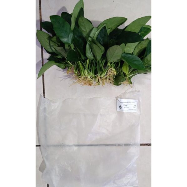 ANUBİAS BARTERİ VAR NANA TYPE E (L019E)