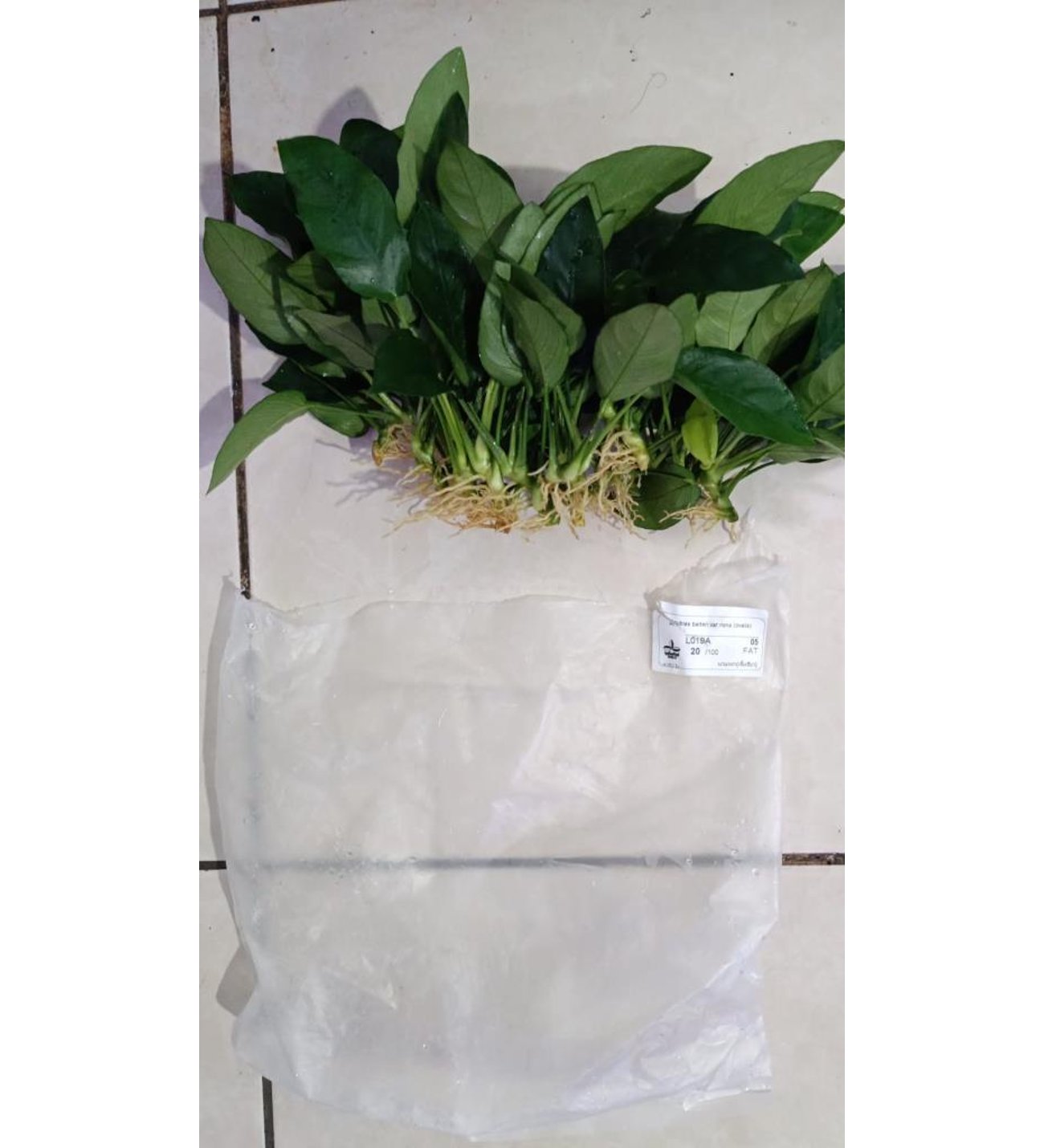 ANUBİAS BARTERİ VAR NANA TYPE E (L019E)