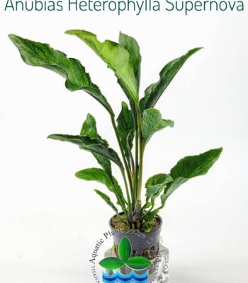 ANUBİAS HETEROPHYLLA (XL) 40 CM (L356)