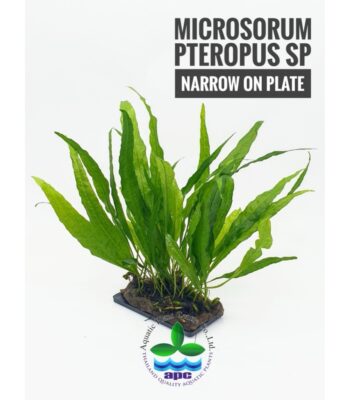 MİCROSORUM PTEROPUS NARROW ON PLATE (L223)