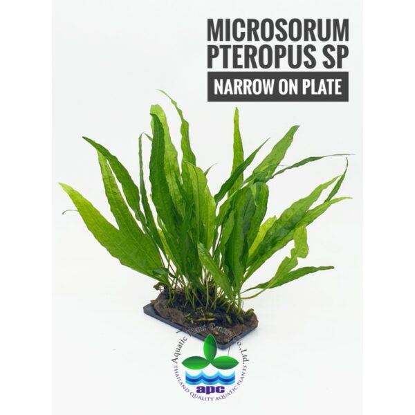 MİCROSORUM PTEROPUS NARROW ON PLATE (L223)