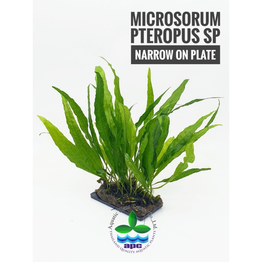MİCROSORUM PTEROPUS NARROW ON PLATE (L223)