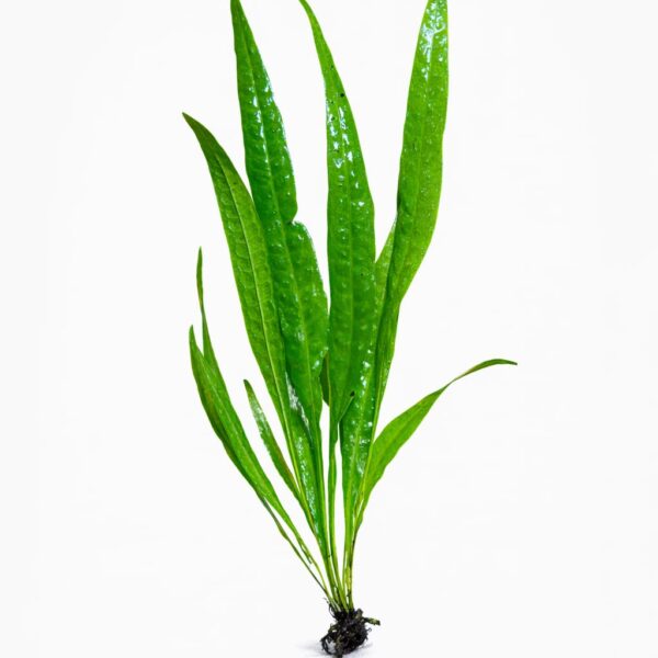MİCROSORİUM PTEROPUS SP NARROW L 20 CM (L262)