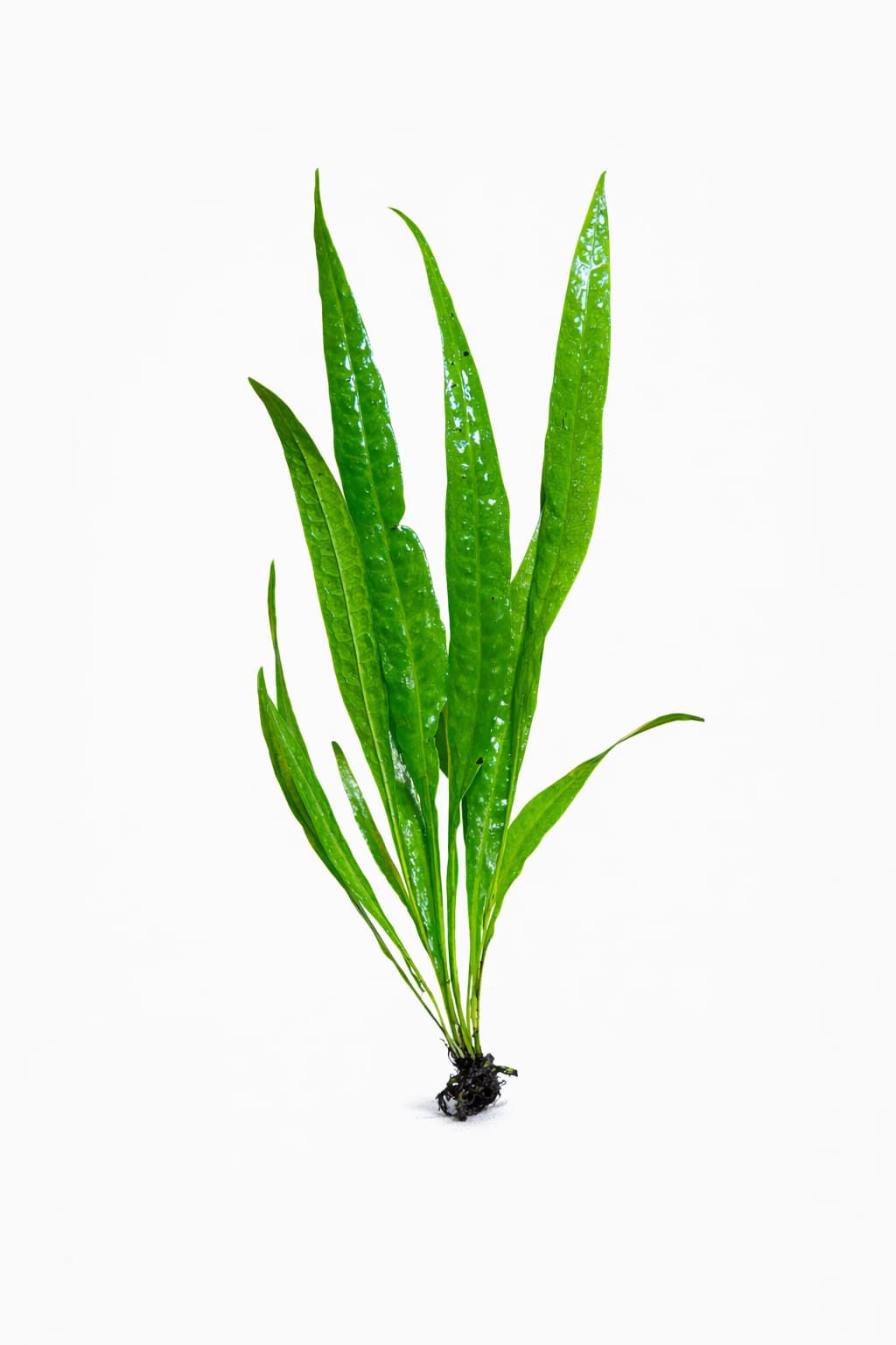 MİCROSORİUM PTEROPUS SP NARROW L 20 CM (L262)