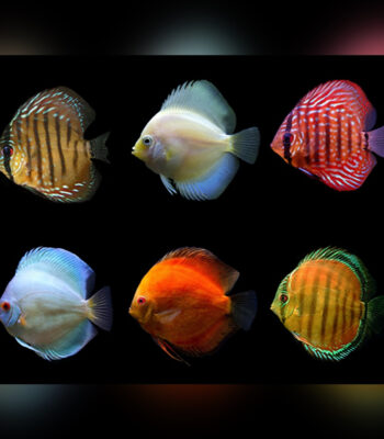DİSCUS ASSORTED A GRADE 7-7,5 CM