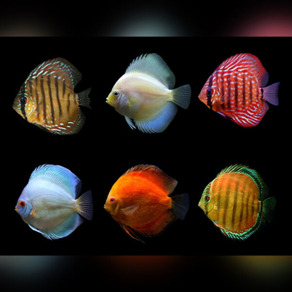 DİSCUS ASSORTED A GRADE 7-7,5 CM