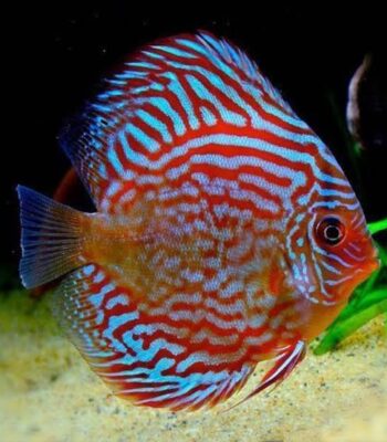 DİSCUS RED TURQUASE 6 CM