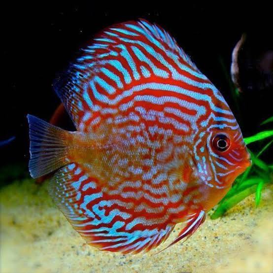 DİSCUS RED TURQUASE 6 CM