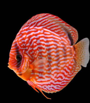 DİSCUS RED TURQUASE 8 CM