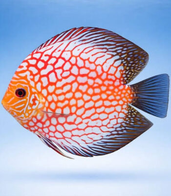 DİSCUS CHECKERBOARD 7-8 CM