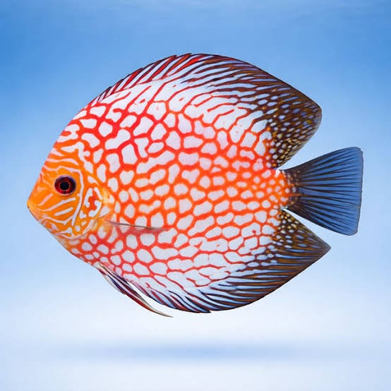 DİSCUS CHECKERBOARD 7-8 CM