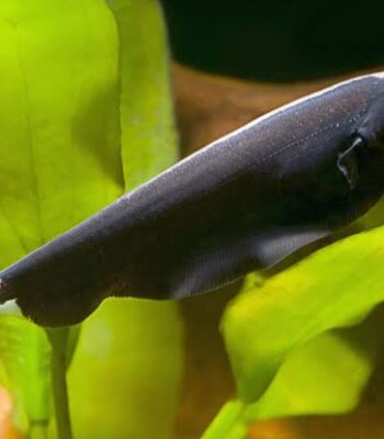 HAYALET BLACK GHOST 6-7 CM