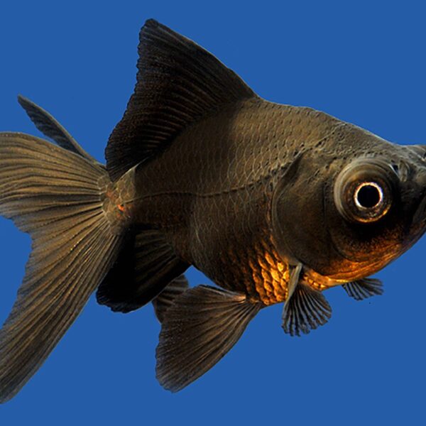JAPON (TELESKOP İTHAL) BLACK MOOR 8-9 CM