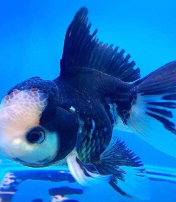 JAPON PANDA ORANDA (İTHAL) 8-9 CM