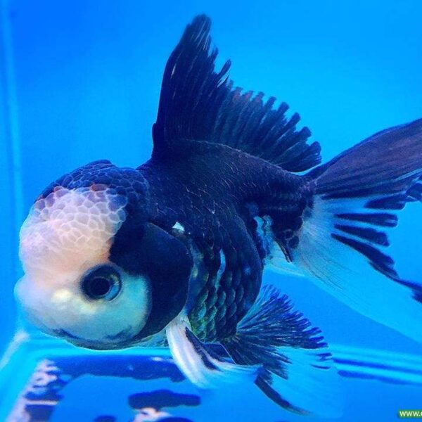 JAPON PANDA ORANDA (İTHAL) 8-9 CM