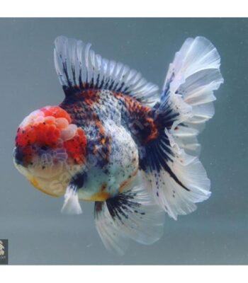 JAPON TRİCOLOR ORANDA (İTHAL) 9-10 CM