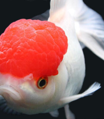 JAPON RED CAP ORANDA 14-15 CM
