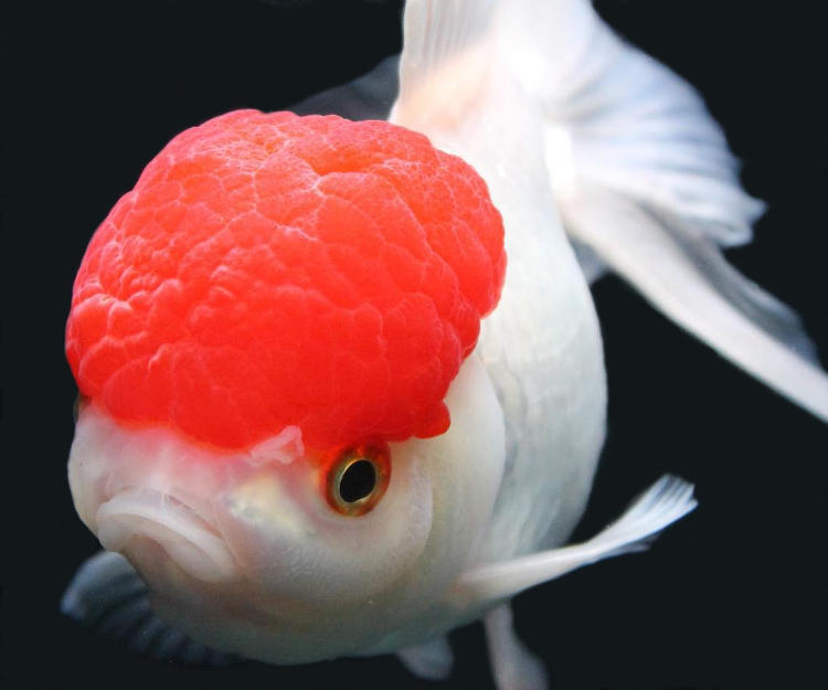 JAPON RED CAP ORANDA 14-15 CM