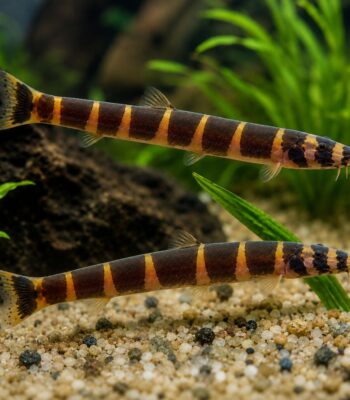 KUHLİ LOACH 6-7 CM