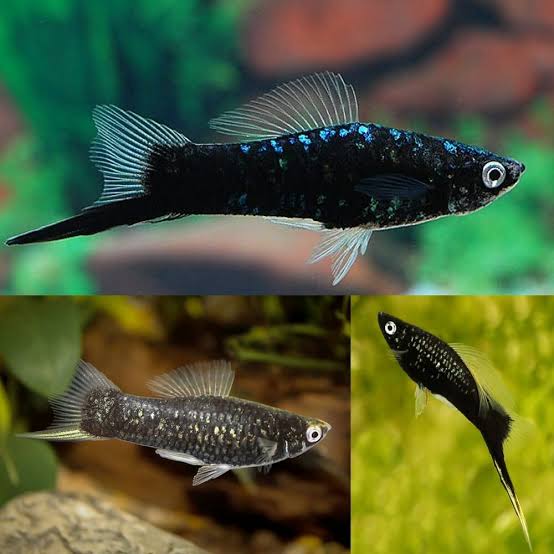 KILIÇ BLACK SWORDTAİL İTHAL 5-6 CM